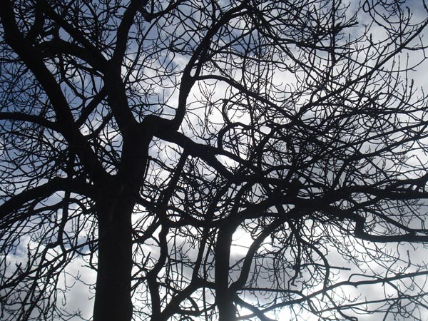 A tree in Mile End Park in East London