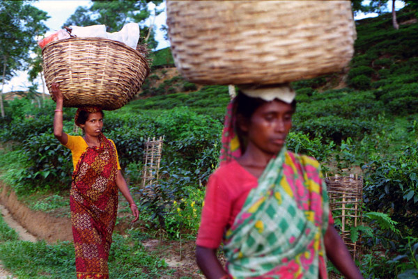Women workers in a tea garden, Bangladesh 1992