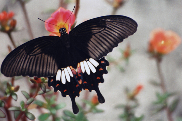Bangladesh butterfly. Shunamgonj, Bangladesh 1991