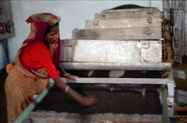 Tea worker. Bangladesh 1996