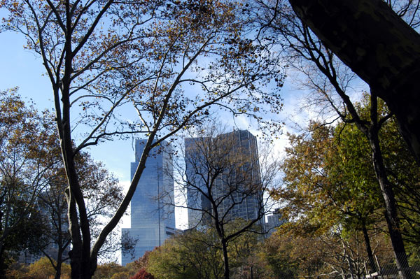 Trees in Central Park. New York 2005