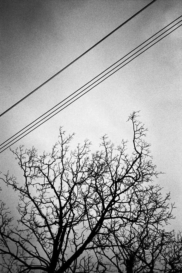 East London trees, 1990's
