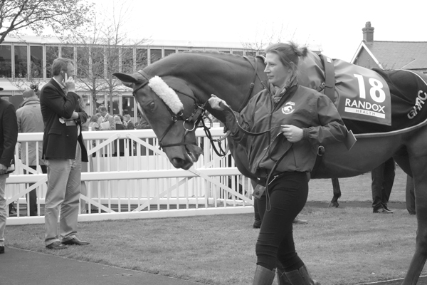 A horse before the race. Aintree 2017.