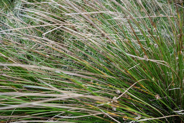 Long grass. Snowdonia, Wales 2016.