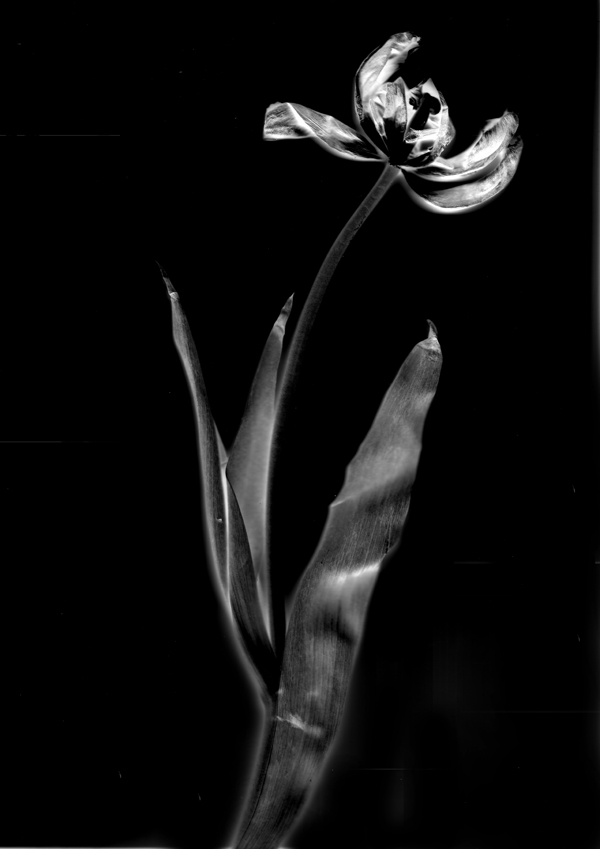 Photogram made from dead flower. 2017.