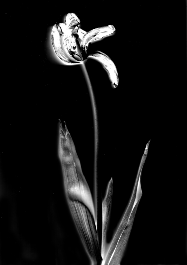 Photogram made from dead flower. 2017.