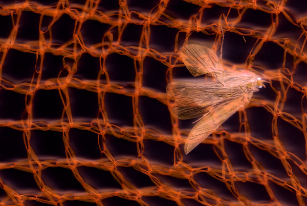 Fly in a net. Photogram 2017.