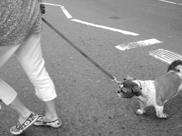 Dog on a lead. Commercial Road. East London, August 2008.