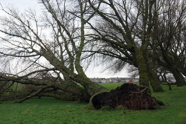 Fallen tree in Wavertree Park. January 2018.