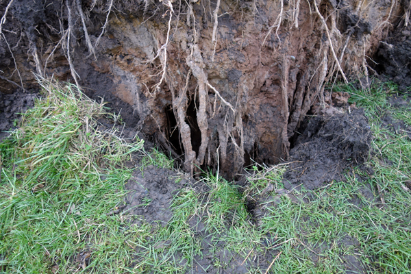 Exposed roots of the fallen tree in Wavertree Park. January 2018.
