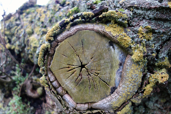 A previously cut branch of the fallen tree in Wavertree Park. January 2018.
