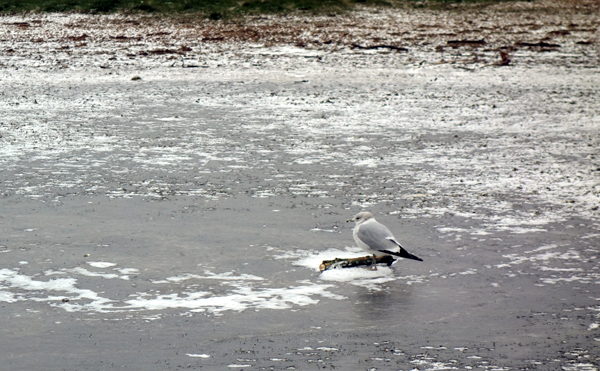 Lone seagull on a twig frozen in ice. Wavertree Park. Liverpool, March 2018. 