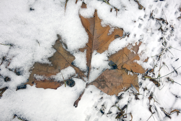 Fallen leaf in the snow. Wavertree Park. Liverpool, March 2018. 