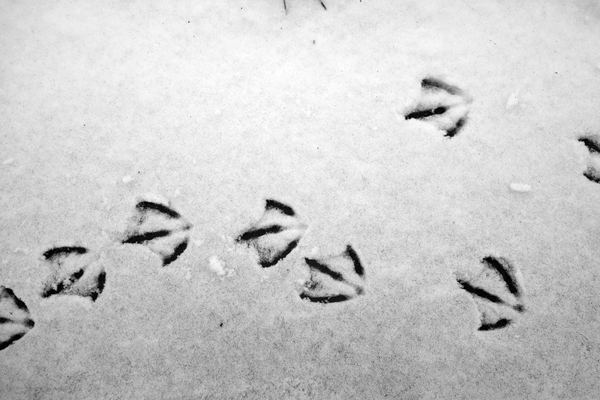Seagull footprints in the snow. Wavertree Park. Liverpool, March 2018. 