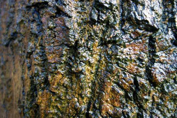 Bark of a tree in Wavertree Park. Liverpool March 2018. 